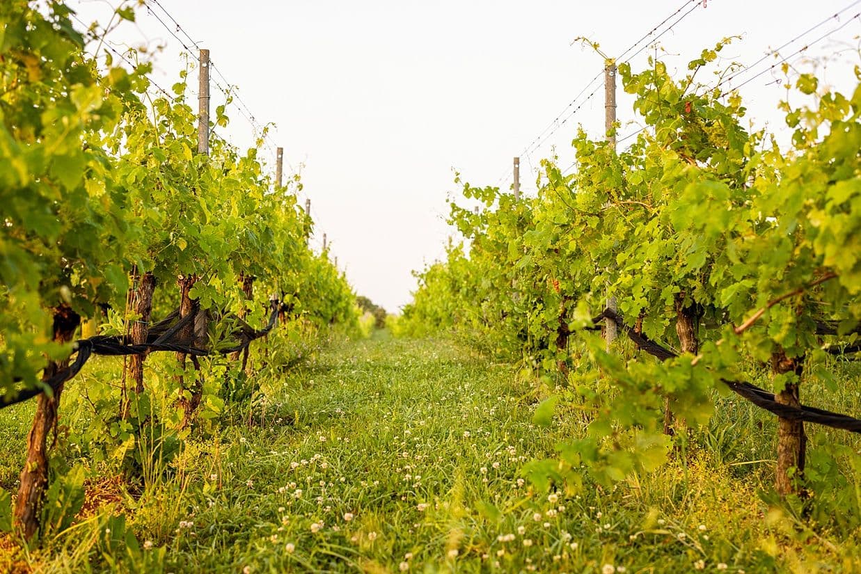 Our Vineyards