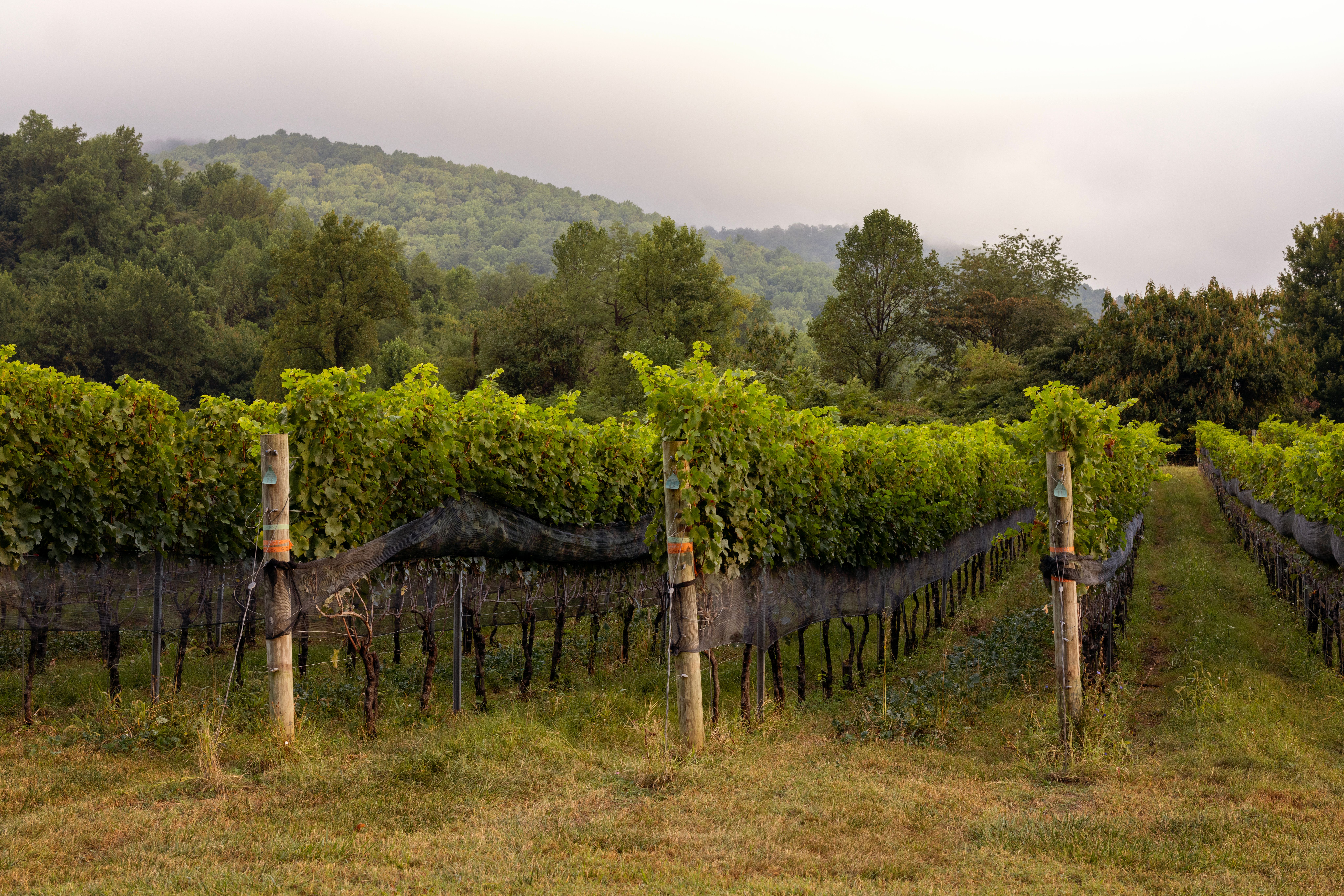 Vineyard rows near Charlottesville, Virginia, with the Blue Ridge beyond